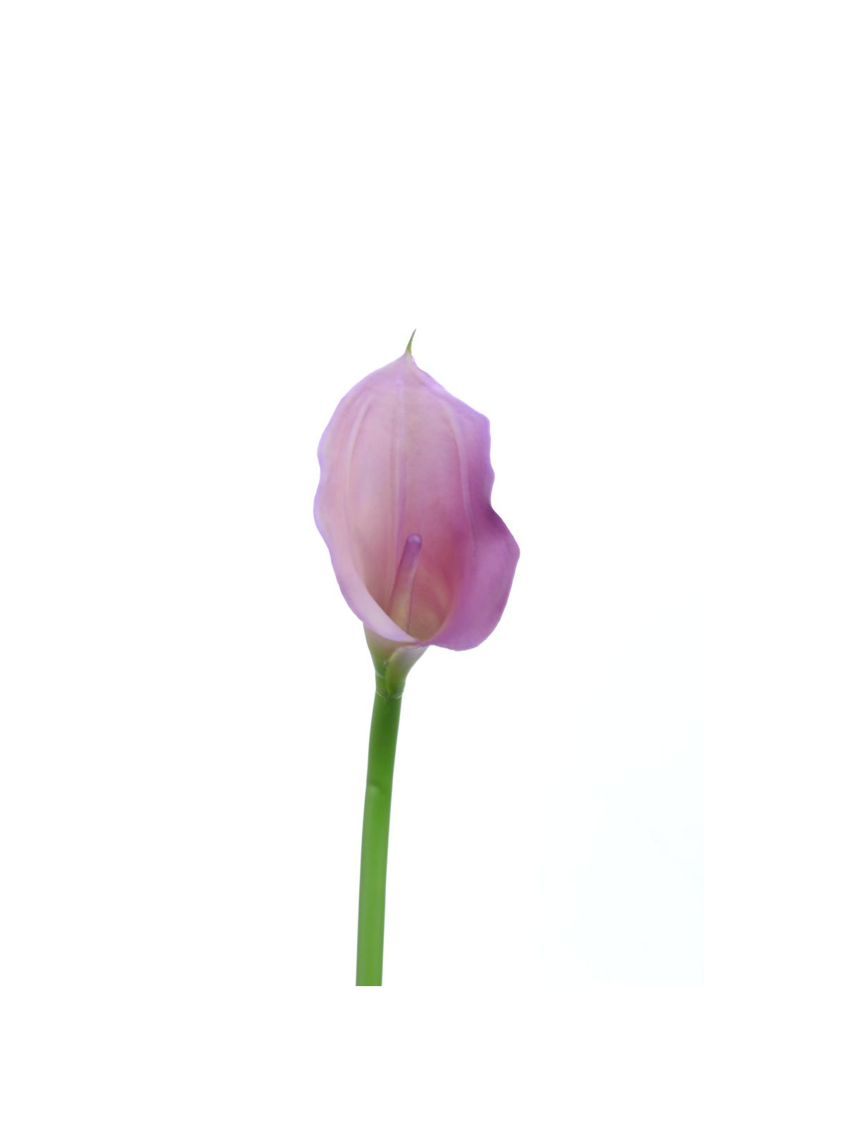 CALLA p./0312 Z-4