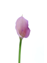 CALLA p./0312 Z-4