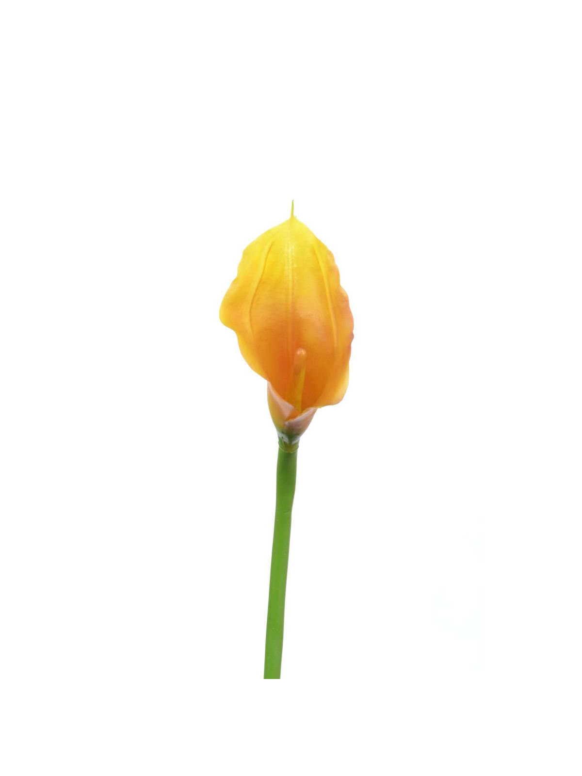 CALLA p./0312 Z-4