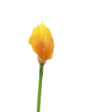 CALLA p./0312 Z-4