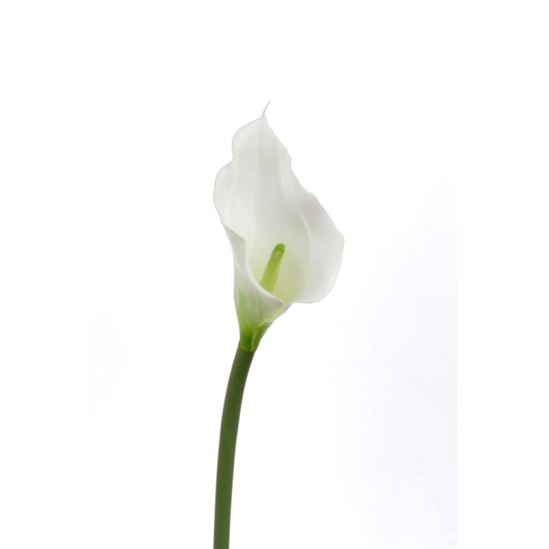 CALLA p./0312 Z-4