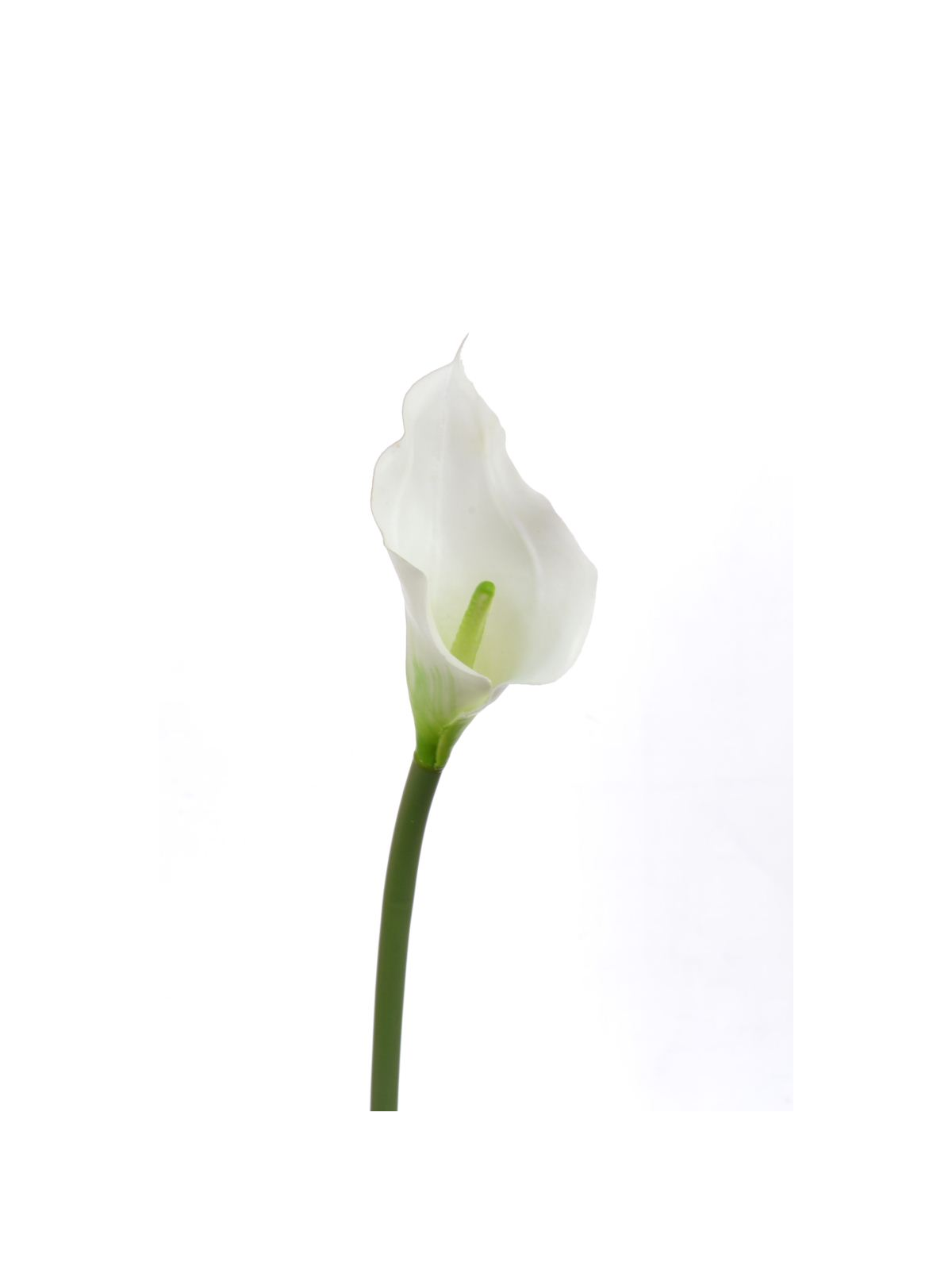 CALLA p./0312 Z-4
