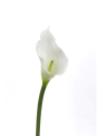 CALLA p./0312 Z-4