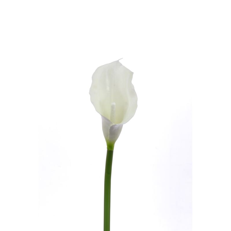 CALLA p./0312 Z-4