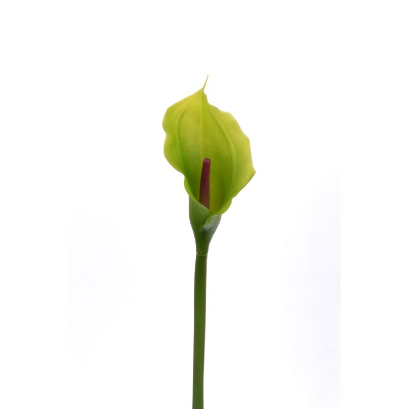 CALLA p./0312 Z-4