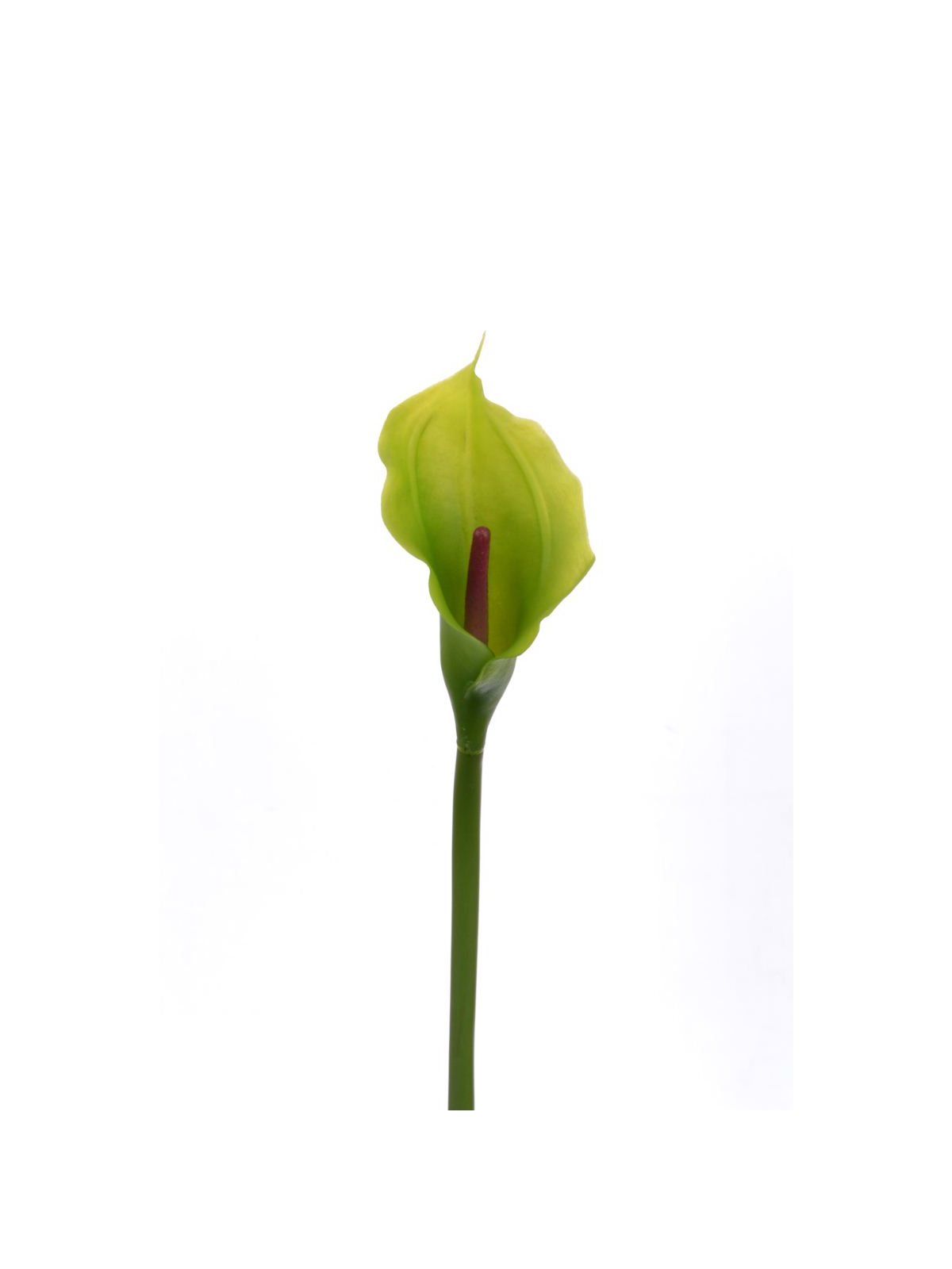 CALLA p./0312 Z-4