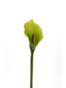 CALLA p./0312 Z-4