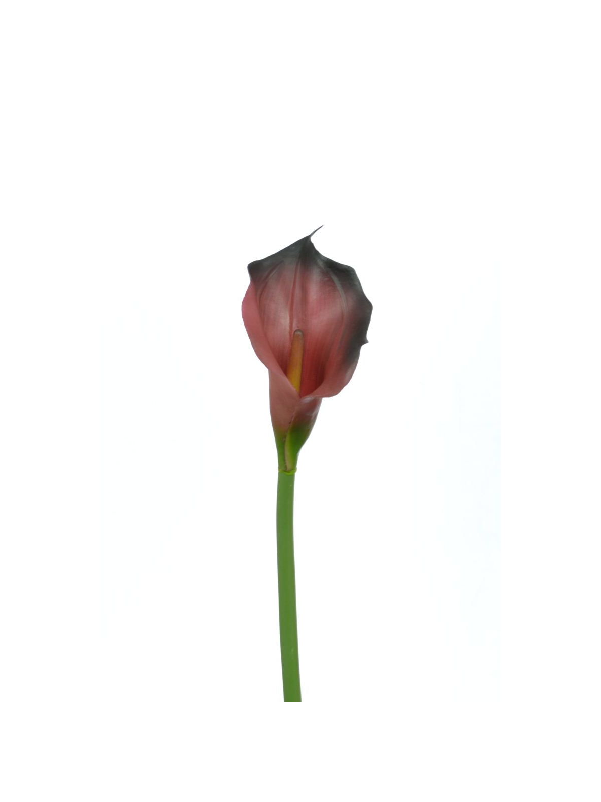 CALLA p./0312 Z-4