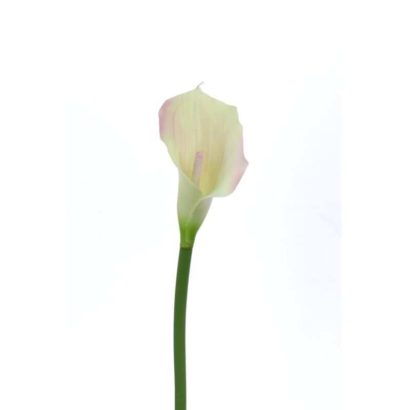 CALLA p./0312 Z-4