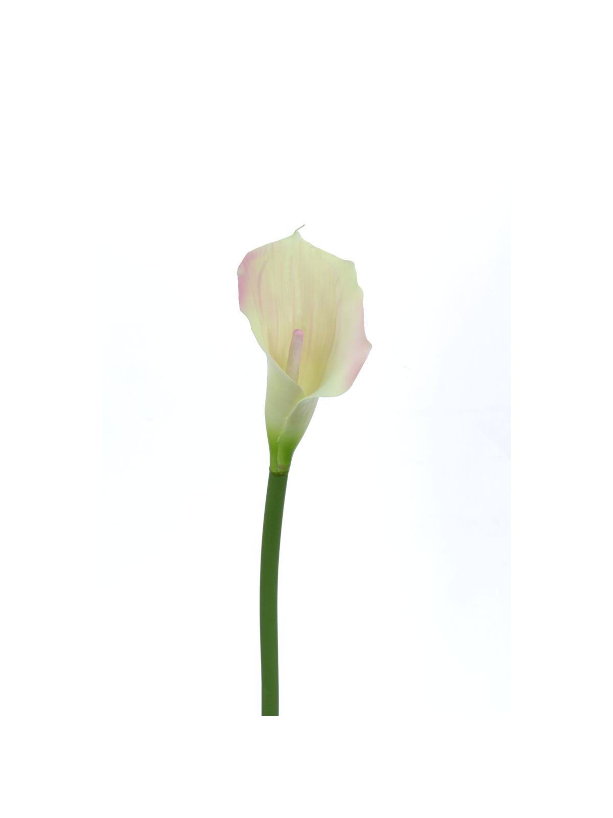CALLA p./0312 Z-4