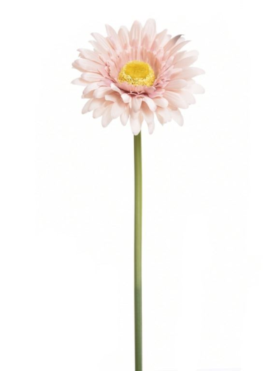 GERBERA POJ 47cm  SUN529 HAZELNUT