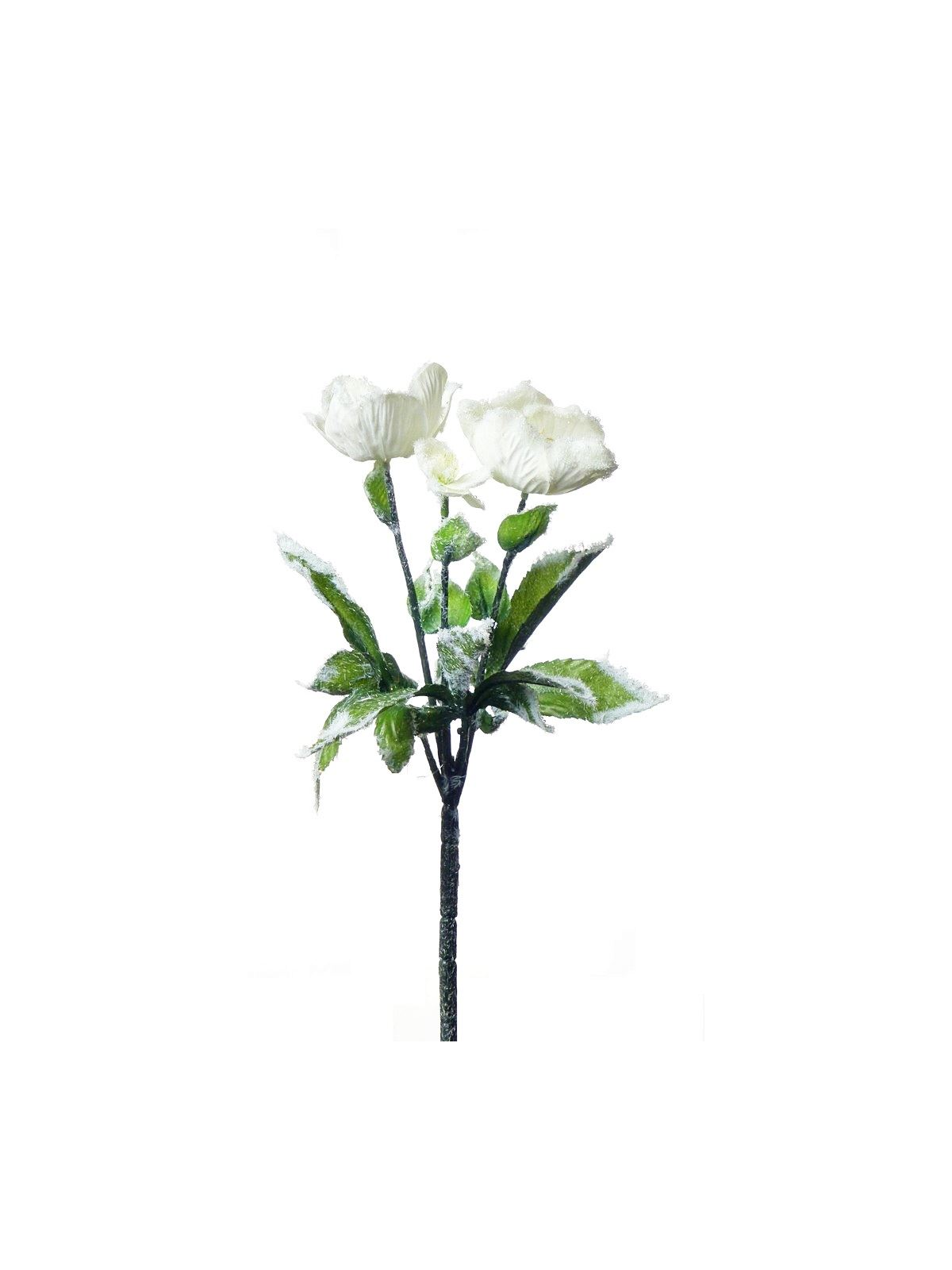 Zawilec osniezony 48cm
