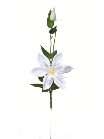 KLEMATIS NA PIKU 48CM SUN500 WHITE