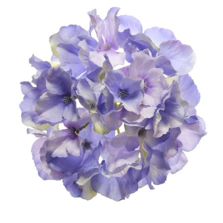 Hortensja główka 15cm sun644 violet