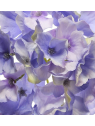 Hortensja główka 15cm sun644 violet