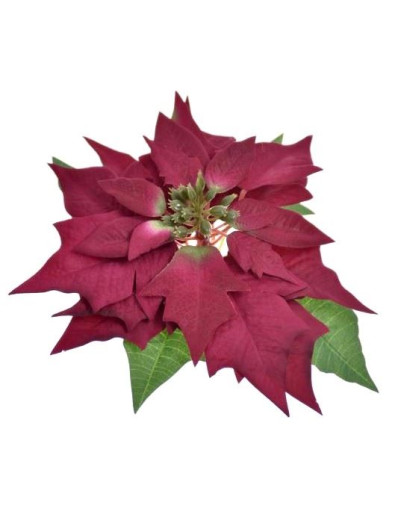 POINSECJA GŁOWA VELVET 18CM SUN714 BURGUNDY
