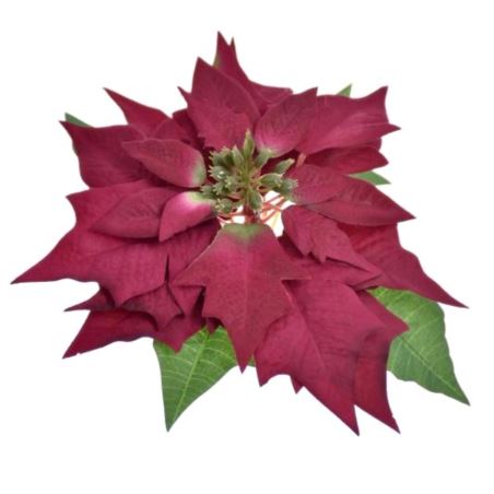 POINSECJA GŁOWA VELVET 18CM SUN714 BURGUNDY