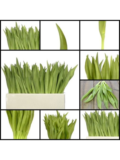 WIOSENNY LIŚĆ TULIPAN ŻONKIL KROKUS GUMA 19CM GR