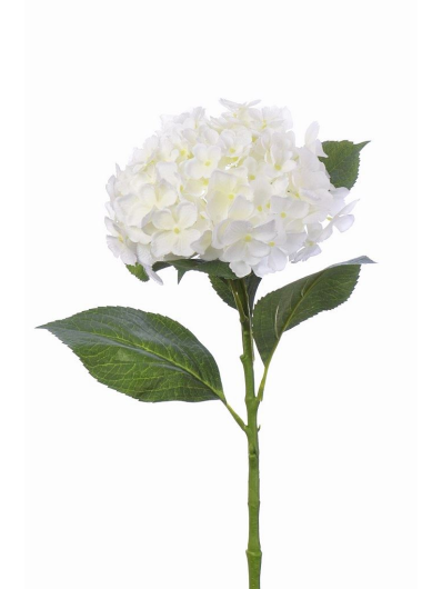 HORTENSJA POJ. SUN559 WHITE