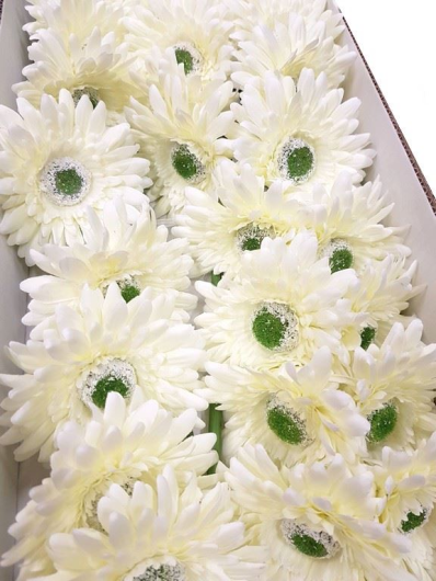 GERBERA POJEDYNCZA 47CM  SUN529 CREAM