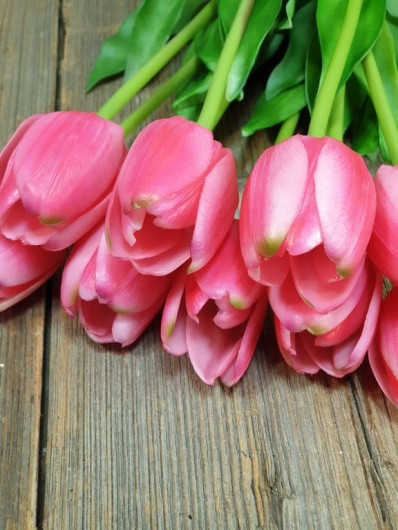 TULIPAN POJEDYNCZY GUMA - NEW 38CM BEAUTY PINK