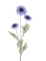 Chaber 73,5cm