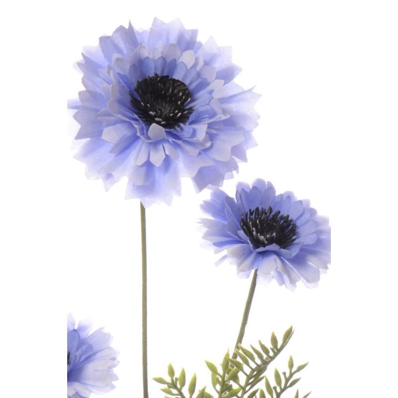 Chaber 73,5cm