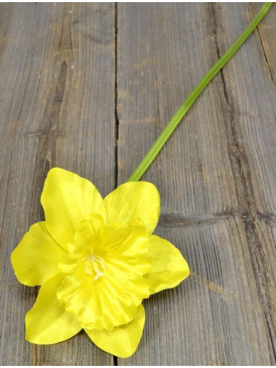 Żonkil pojedynczy 50cm sun410 yellow