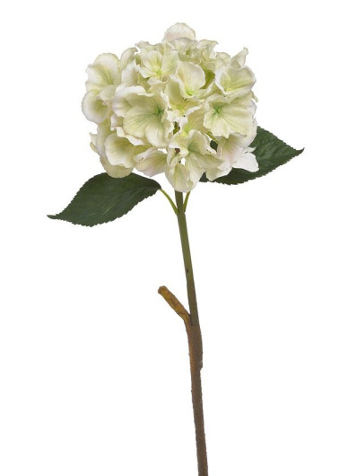 Hortensja x1 59cm lt green