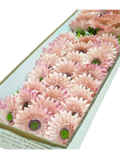 GERBERA POJ 47cm  SUN529 DIRTY PINK