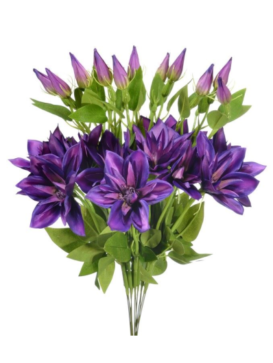 KLEMATIS NA PIKU 48CM SUN500 PURPLE BEAUTY