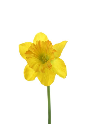 Żonkil pojedynczy 50cm sun410 dark yellow