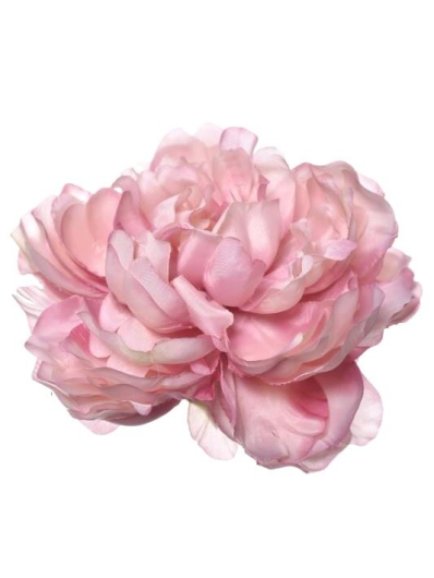 PEONIA WYROBOWA 15CM SUN406 MAUVE EDGE PINK