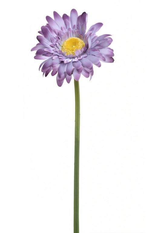 GERBERA POJ 47cm  SUN529 GRAPE
