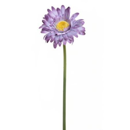 GERBERA POJ 47cm  SUN529 GRAPE