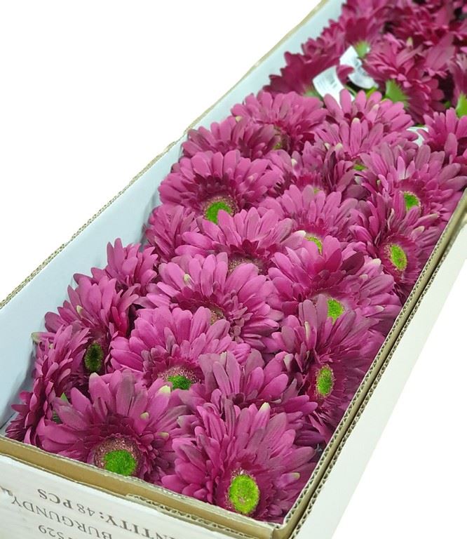 GERBERA POJEDYNCZA 47CM  SUN529 BURGUNDY