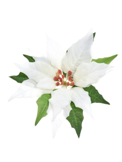 POINSECJA GŁOWA VELVET 17CM SUN715 WHITE