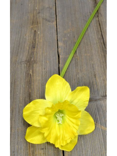 Żonkil pojedynczy 50cm sun410 yellow/green