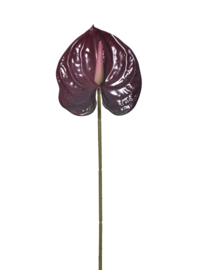 ANTURIUM POJEDYNCZE GUMA 59CM  ERA1017 DR BURGUNDY