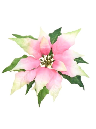 POINSECJA GŁOWA VELVET 17CM SUN715 CR PK EDGE