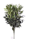 Ruskus na piku 60cm liu388 green