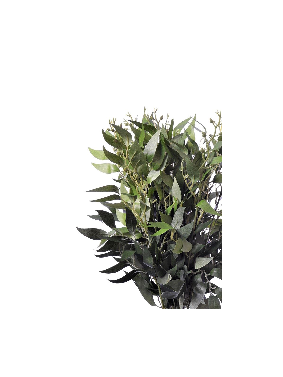 Ruskus na piku 60cm liu388 green