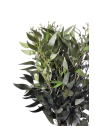 Ruskus na piku 60cm liu388 green
