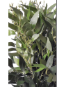 Ruskus na piku 60cm liu388 green