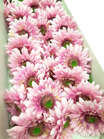 GERBERA POJEDYNCZA 47CM  SUN529 LT.VIOLET