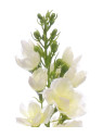 OSTRÓŻKA POJ. 72CM SUN498 WHITE GREEN