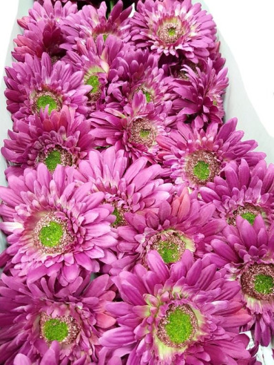 GERBERA POJEDYNCZA 47CM SUN529 FUCHSIA