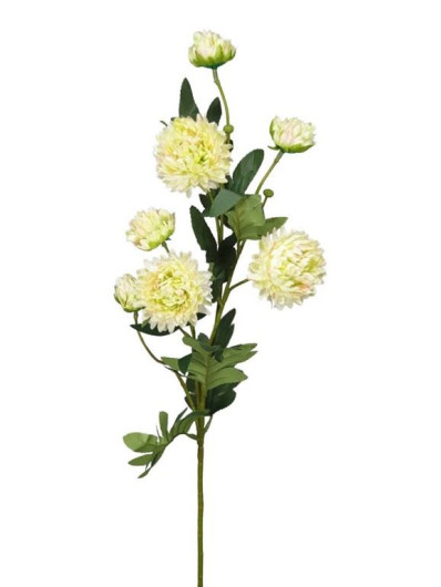 ASTER MINI CHRYZANTEMA 75CM LT GREEN CREAM