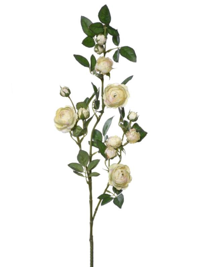 Róża gał dzikiej różyczki 78cm sun663 vanilla pudd