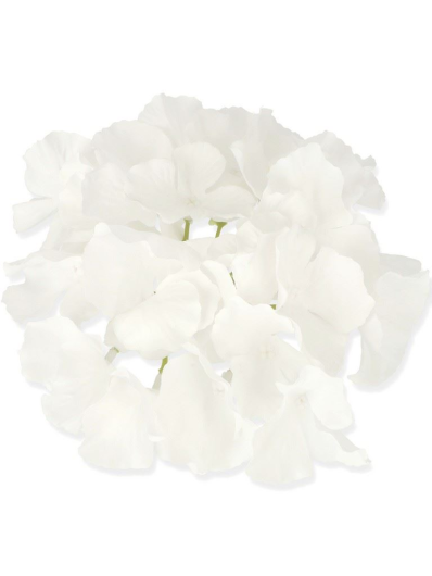 HORTENSJA GŁÓWKA 17CM / LE18  PURE WHITE